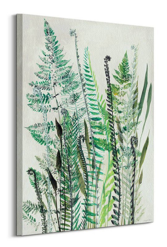 Ferns I - obraz na płótnie