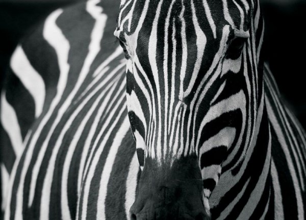 Fototapeta ścienna - Zebra - 254x183 cm