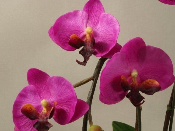 Sztuczne storczyki - Orchidea w doniczce Amarantowy - sklep internetowy decoart24.pl