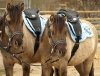 Barefoot Siodło bezterlicowe Cheyenne Bellis Pony dla dzieci