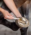 KERALIT UNDERCOVER Ochronna pasta do uszkodzonego rogu kopytowego (pęknięcia, ubytki) oraz koni podkutych