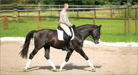 PO CO CI UJEŻDŻENIE? 
